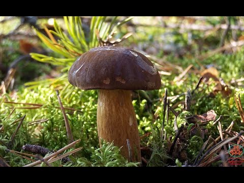 Видео: Грибные новости от 20  октября 2025 г./ Смоленская обл.