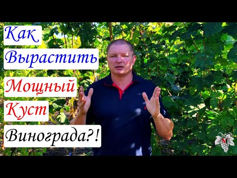 Видео: Как вырастить МОЩНЫЙ КУСТ ВИНОГРАДА всего за два года? Секрет правильной ПОСАДОЧНОЙ ЯМЫ!