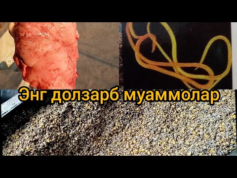 Видео: Кучкорларга олтингугурт бериш тартиби кучкор бокадиганлар учун махсус