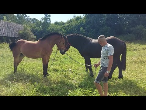 Видео: 🥁Син ФАРАОНА PERCHERONA ЮРА💪 жеребець  на паровку👍і дочка Хілтона Марта💣🔥💯