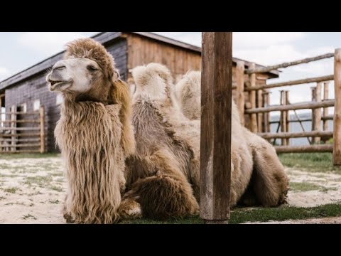 Видео: 1000 долларға өлі түйесін сатпаған ақтөбелік жігіт