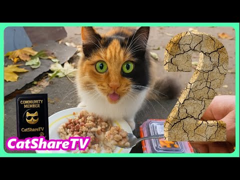 Видео: Оборвало Видео Это Часть 2 Бездомная Люся!