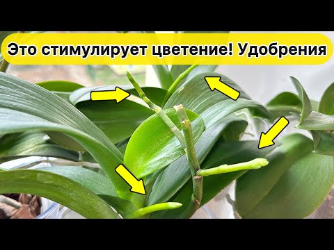 Видео: Это СТИМУЛИРУЕТ ЦВЕТЕНИЕ орхидей / Удобрения для цветения орхидей