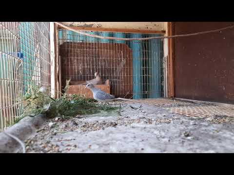 Видео: Бриллиантовые горлицы, период гнездования.