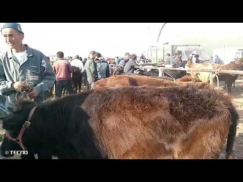 Видео: Пайшанбе бозори Колхозобод 30/10/25