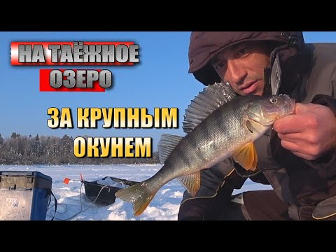 Видео: К такой РЫБАЛКЕ я ТОЧНО не БЫЛ ГОТОВ!!! НЕПРЕДСКАЗУЕМЫЙ ТАЁЖНЫЙ ОКУНЬ.