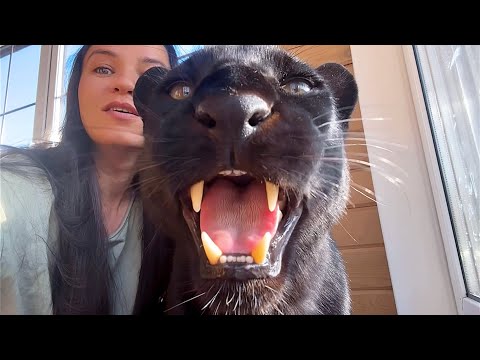 Видео: Обновки у пантеры Луны 🐆