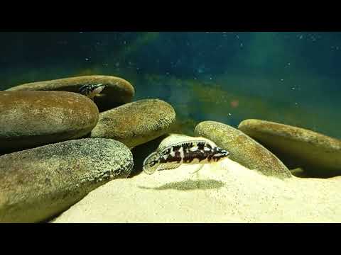 Видео: Юлидохромисы (Julidochromis kipili), (Julidochromis ornatus), Julidochromis transcriptus)