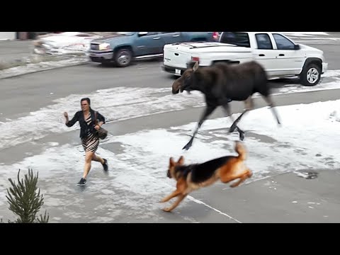 Видео: 60 Животных-Героев, Которые Спасли Жизни Людей
