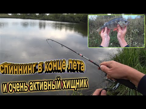 Видео: Рыбалка на спиннинг в конце августа! Активный клев хищной рыбы на маленьком прудике! Судак и окунь!!