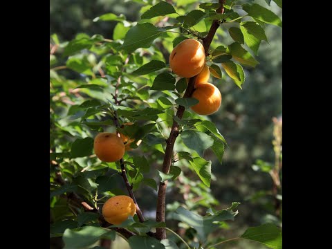 Видео: Прогулка по поместью в июле.