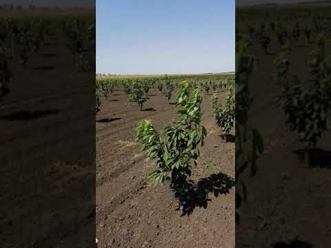 Видео: Черешневый сад. Считаем примерные затраты.