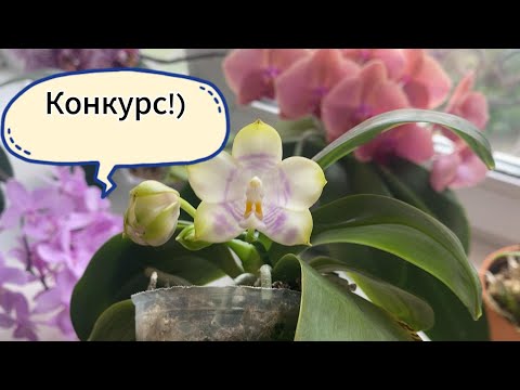 Видео: КОНКУРС НА КАНАЛЕ, РАЗЫГРЫВАЕМ ОРХИДЕЙКУ!!!