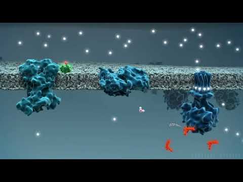 Видео: Митохондрияның құрылымы мен қызметтері | 2 минутта |тыныс алу тізбегі биохимия