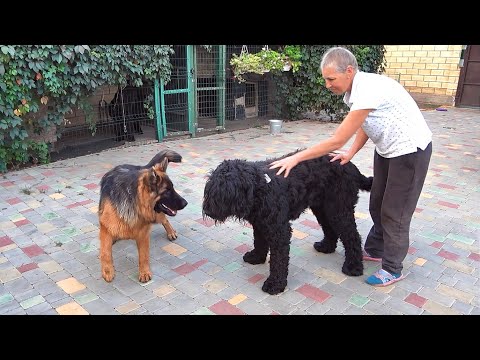 Видео: ФАНИ и ОГРОМНЫЙ ЕСАУЛ. Немецкая Овчарка и Русский Черный Терьер.