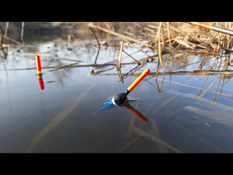 Видео: Відкрили СЕЗОН по карасю 2025. Рибалка на поплавочні вудки весною. Прибираєм сміття, смажимо КАРАСІВ