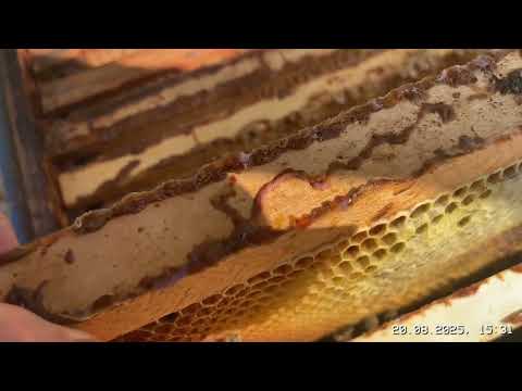 Видео: Подготовка пчёл к зиме