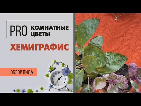 Видео: Хемиграфис - редкое комнатное растение для дома и офиса