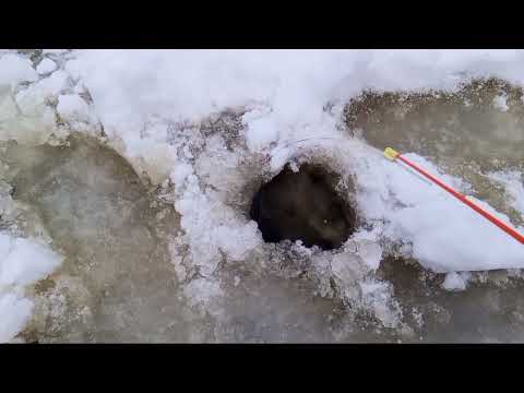 Видео:  Рефтинское , Малорефтинское . Первый лед 2024 г.