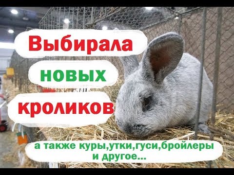 Видео: Покупаю кроликов. А также куры утки перепела. Ездила на рынок увидела много разных животных