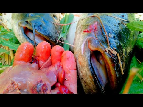 Видео: ОН ЕË ОБОЖАЕТ! ШИКАРНАЯ РЫБАЛКА НА СОМА С НОЧËВКОЙ