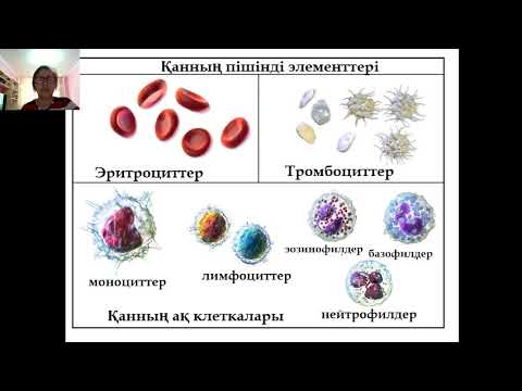 Видео: Қан және қан айналысы. Қан топтары.