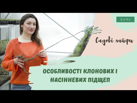 Видео: Особливості Клонових і Насінневих Підщеп.