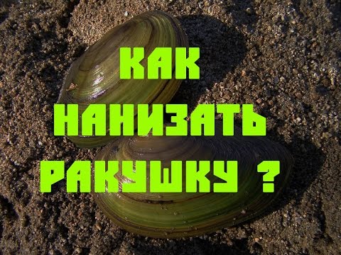 Видео: Как нанизать ракушку? Сом_Елец