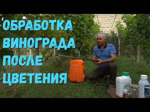 Видео: Обработка винограда после цветения.