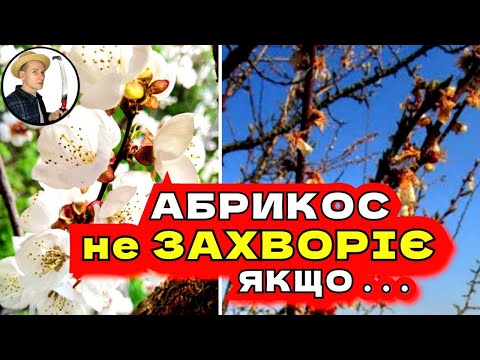 Видео: РОБИ ТАК і Абрикос Не Захворіє Весною МЕТОД ОБРОБОК!