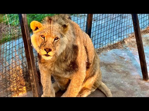 Видео: Лев Чук больше НЕ ВОЖАК ЛЬВОВ! Я расскажу вам про всех вожаков и проведаем ЗОЛОТОЙ ПРАЙД)))
