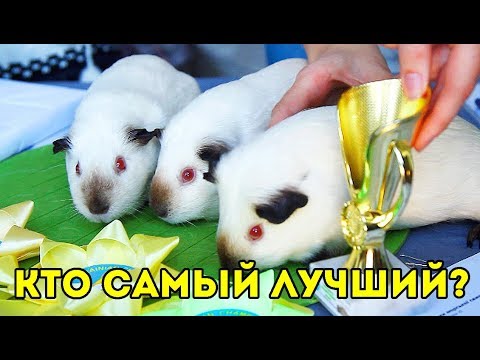 Видео: СОБАКИ И СВИНКИ 🐽 ВЫСТАВКА МОРСКИХ СВИНОК. ЛЬВОВ 2018