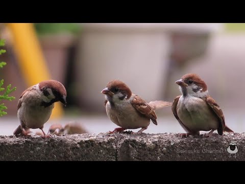 Видео: Каппасуке, японская пестрая трясогузка - Птенцы воробья здесь!