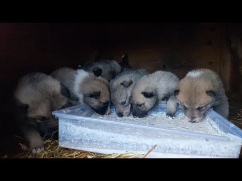 Видео: Кормлю три помета  щенков