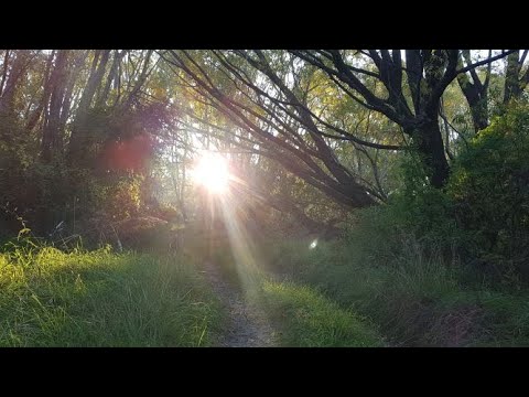 Видео: Айда в лес!? Рассказы о прошлом годе и чем занимаюсь сейчас.