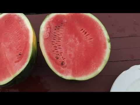 Видео: Порівнялочка. Кавуни.