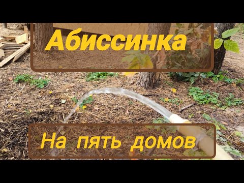 Видео: Одна на всех. Абиссинская скважина на воду
