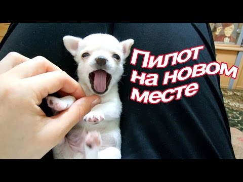 Видео: VLOG: Мы переехали / Ремонт полным ходом / Много Пилота / История Маки