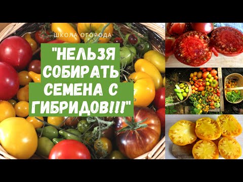 Видео: Почему нельзя собирать семена с гибридов? Отвечаю на вопрос и показываю на примере помидоров