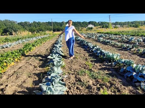 Видео: Тамара фермерша - потеряла сорняки на огороде.Другая волна урожая персиков!