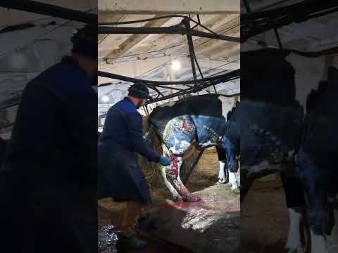 Видео: кластридиозный абсцес коровы