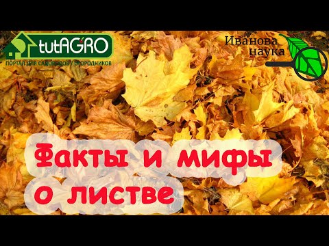 Видео: КАК ПРАВИЛЬНО ИСПОЛЬЗОВАТЬ ЛИСТОВОЙ ОПАД. Всё важное о листьях ореха, дуба, липы, клена и тополя.