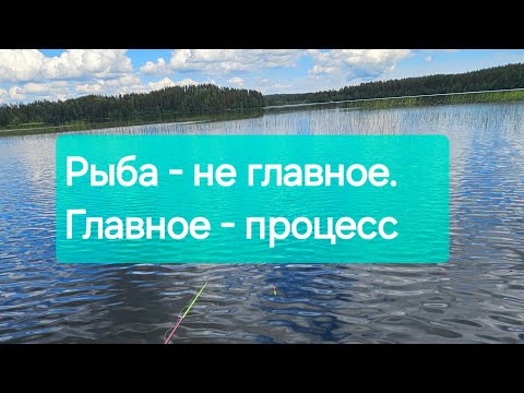 Видео: Рыбалка в Ленинградской области. Чудом нашел клёвое место. #fishing #nature #walking  #traveling