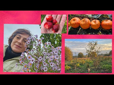 Видео: #31 , дача, сентябрь-октябрь 2024. Собираю урожай, любуюсь осенью и крашу 👩‍🌾