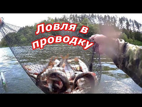 Видео: Ловля в проводку на пшеницу плотва голавль