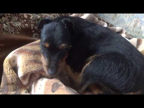 Видео: Ягд - Терьер. Особенности породы. Питание. Условия содержания. Характер.