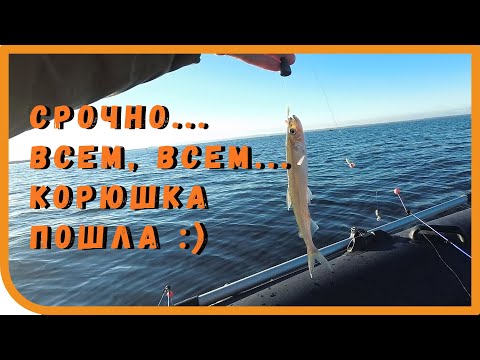 Видео: Корюшка, открытие сезона 2020-2021. Финский залив, дамба.