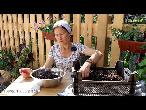 Видео: МУЖ ВСЕМУ НАУЧИЛ! Отношения родителей и детей 9 августа 2022