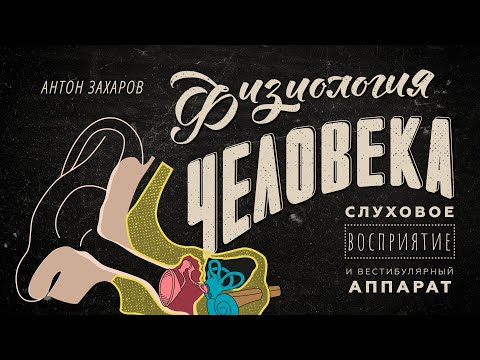 Видео: Как мы слышим? Слуховое восприятие и вестибулярный аппарат. Физиология человека — 9 урок