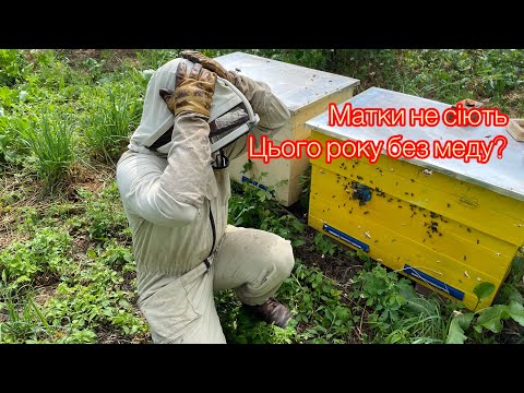 Видео: ПОЛОВИНА МАТОК НЕ СІЄ! ЩО Ж НАМ РОБИТИ?